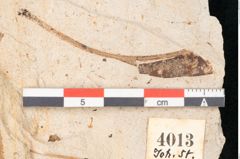 Foto (Detailansicht) von Myrica lignitum Unger (NHMW-GEO-2024-0188-4013)